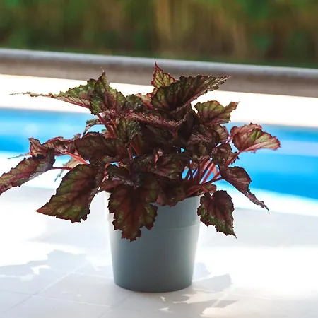 Acogedor Apto Muy Centrico Con Piscina En S'Agaro